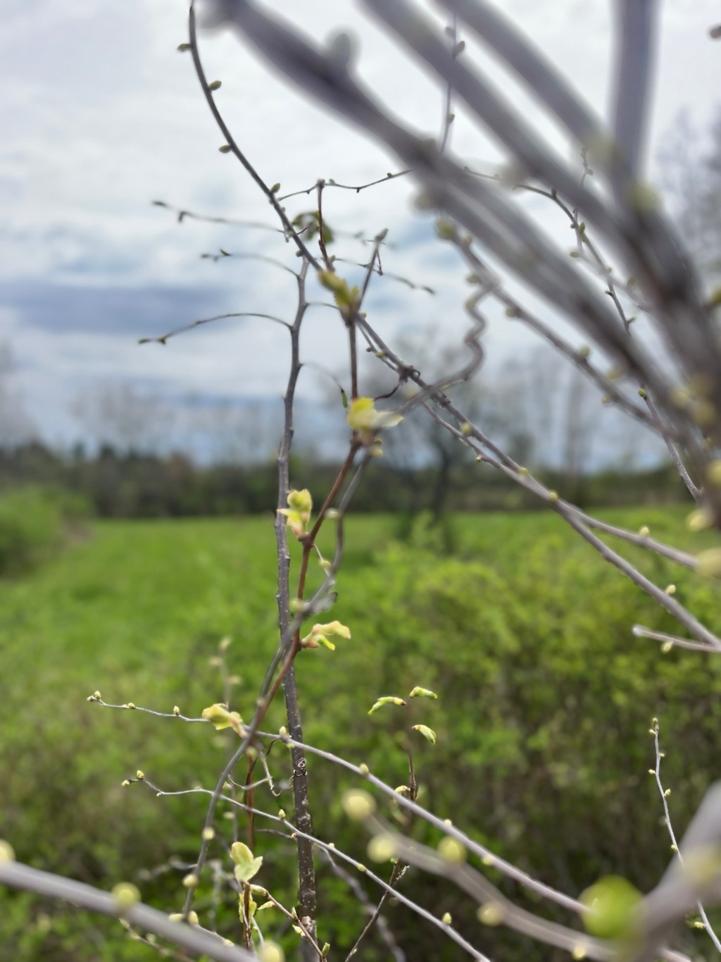 Spring
